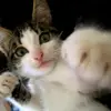 Lars Müller - @dirkstrohn - TikTok