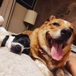 Ayden Rambo - @discoduckdummie - Instagram