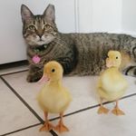Disco and Dixie, Pekin Ducks - @disco_and_dixie_ducks - Instagram