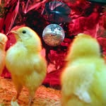 disco duck - @discoduckrecs - Instagram