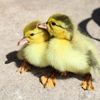 Disco duck - @discoduck55 - TikTok
