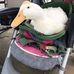 Disco Duck - Facebook