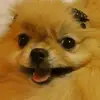divinachuatay - @divinachuatay - TikTok