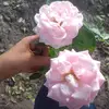 Ludivina Rojas - @ludivina.rojas18 - TikTok