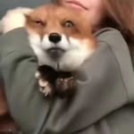 CV - @divinefoxes - Instagram