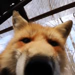 N/A - @divine_foxes - Instagram