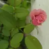 ♥️D.I.V.Y.A♥️ - @divyakashyap077 - TikTok