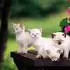 Divya Muppalla - @divyamuppalla - TikTok