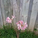 Dixie Abbott - @dixieabbott63 - Instagram