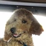 Dixie Abbott - @dixie_the_goldendoodle_ - Instagram