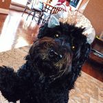 dixie lou andrews !! - @dixieloudelight_ - Instagram