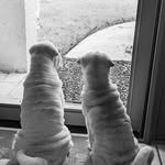 Peaches Dixie and Maple Bacon - @peachesdixie_and_maplebacon - Instagram