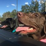 Dixie & Bailey - @adorable_dixie_and_bailey - Instagram