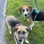 Dixie & Bailey - @hound_household - Instagram