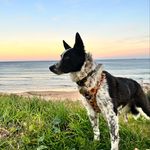 Dixie & Bailey - @thedixietails - Instagram