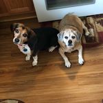 Dixie & Bailey 🐾 - @dixieandbailey8525 - Instagram