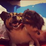 Dixie and Bailey - @dixiebaileydoggo - Instagram