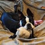 Dixie Bailey - @dixie_bostonterrier - Instagram
