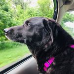 Dixie Lou Bailey - @dixieloubailey - Instagram