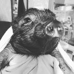 Dixie Baker - @dixie.the.pig - Instagram