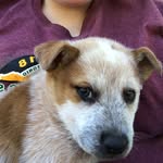 Dixie Belle - @dixiebellethe_pup - Instagram
