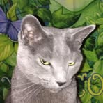 Dixie Belle - Facebook