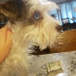 dixie belle - @dixiebelle24k17 - Instagram