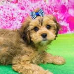 Dixie Belle - @dixiebellepup - Instagram