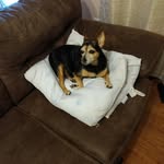 Dixie Belle - @dbellepotato - Instagram