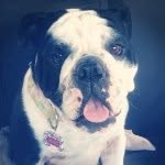 Dixie Belle💋 - @dixie_bellethebulldog - Instagram