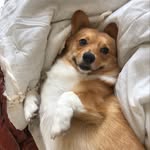 Dixie Belle - @dixiebellefitz - Instagram