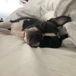Dixie-Belle - @dixiebellethebostonn - Instagram