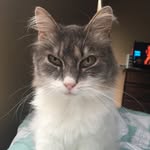 Dixie Belle - @missdixiebelle - Instagram