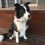 Dixie Belle - @littlemissdixiebelle - Instagram