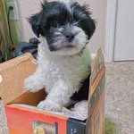 Dixie Belle - @dixiebellemalshipoo - Instagram
