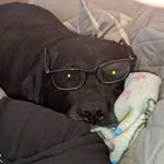 Dixie Belle - @dixiebelle_4ever - Instagram