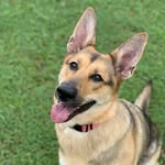 Dixie-Belle - @dixie_belle_the_gsd - Instagram