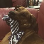 Dixie Belle - @thebarkofdixie - Instagram