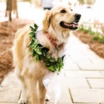 Dixie Belle - @dixiebellethegolden - Instagram