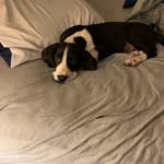 Dixie Belle - @dixie_the_great_dane - Instagram