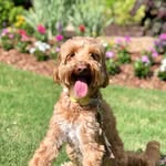 Dixie Belle - @dixie_belle_doodles - Instagram