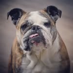 Dixie Belle - @dixiebellebulldog - Instagram
