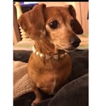 Dixie Belle - @dixie.the.minidoxie - Instagram