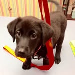 Dixie Belle - @dixie_belle0615 - Instagram