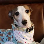 Dixie Belle - @dixiebellehoneyprincess - Instagram