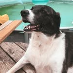 dixie belle 🐶 - @dixie_belle_d - Instagram