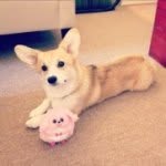 Dixie Belle aka Lil Munchito - @lilmunchito - Instagram