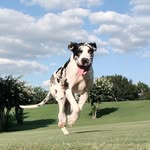 Dixie Belle Danes - @dixiebelledanestx - Instagram