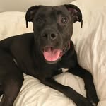Dixie Belle Poore - @princessdixiebelle - Instagram