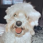 Dixie-Belle the Maltipoo - @_dixiebelle - Instagram